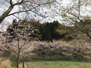 呑山観音寺③