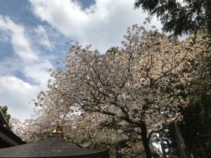 呑山観音寺②